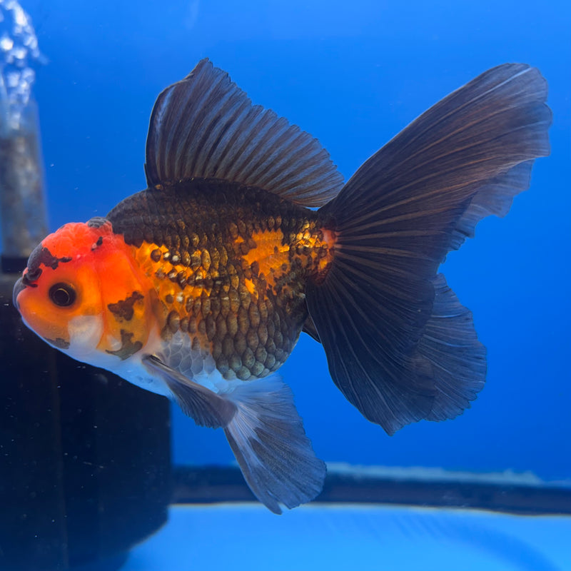 Thai Oranda Apache 3” Body Male(CK-846)R3B19
