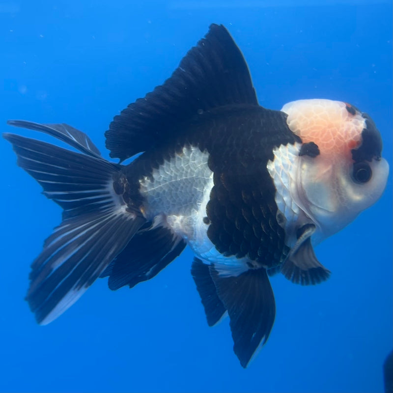Thai Oranda Panda 3” Body Male(CK-1221)R1A09