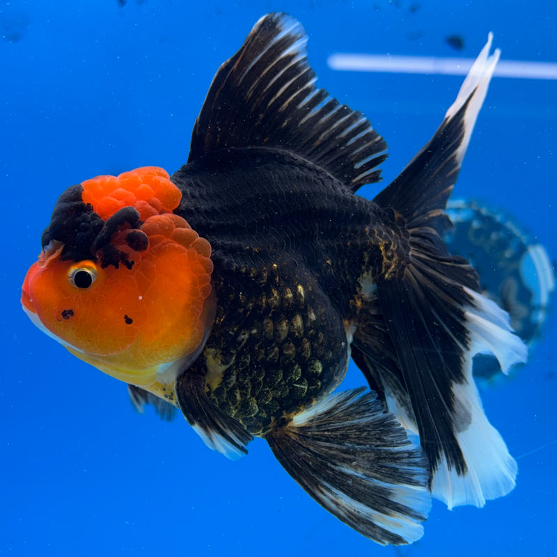 Thai Oranda Apache 3.5" Female(CK-1531)R2A05