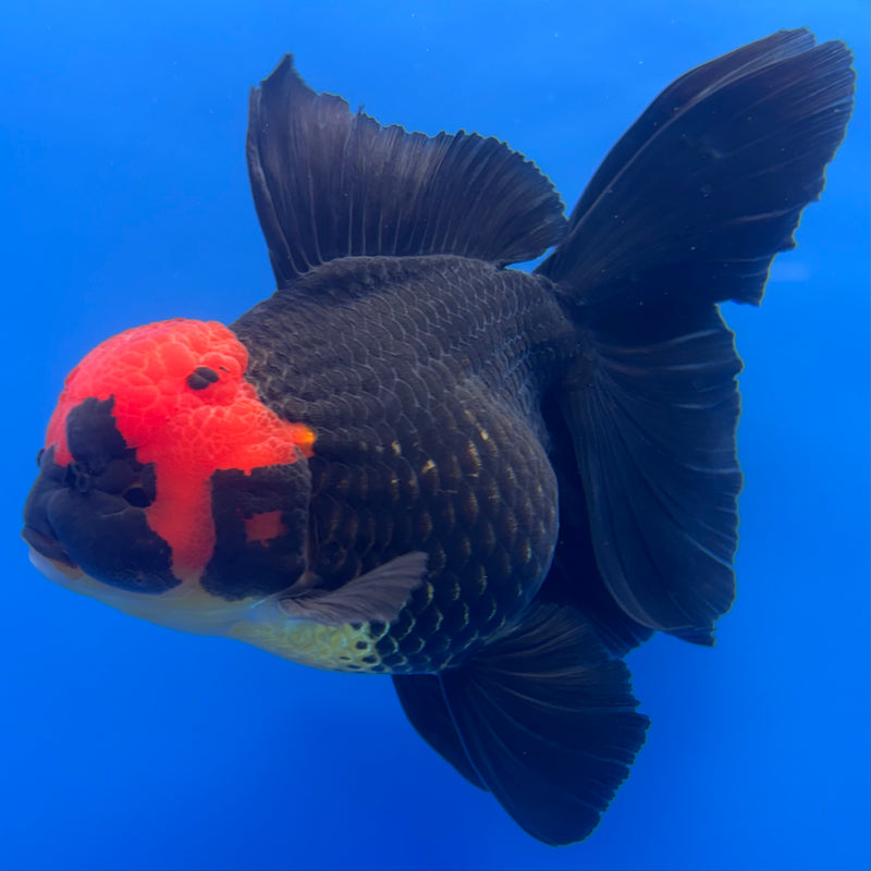 Thai Oranda JUMBO Black Body Red Cap 4” Body Male(QGF-CK-1347)BLUETUB1