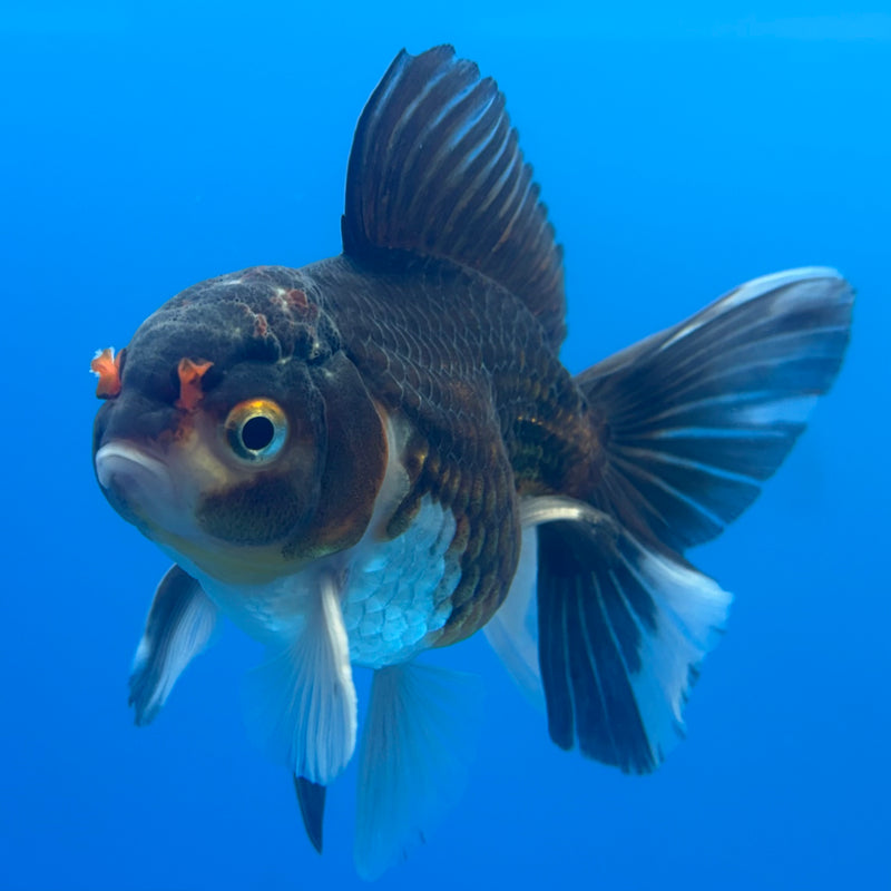 Thai Oranda Panda 3” Body Female(CK-704)R1A05