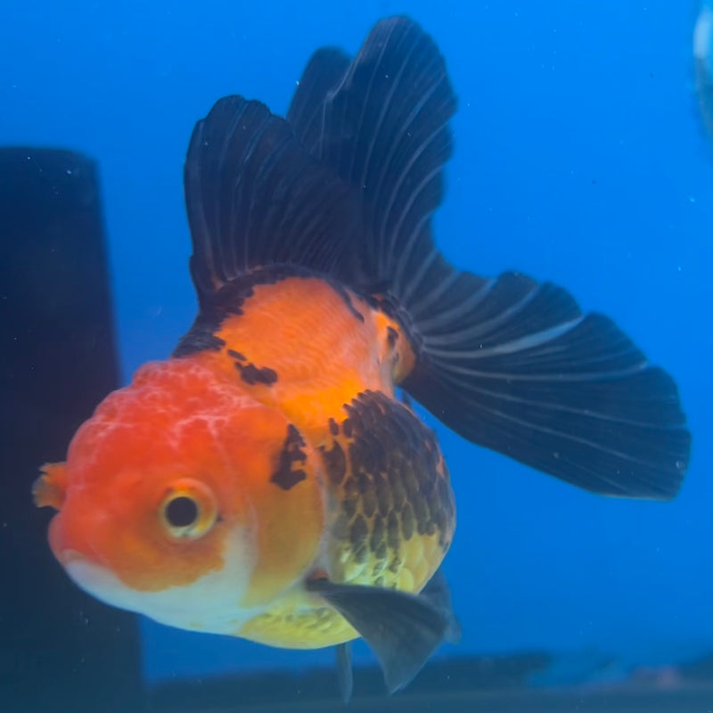 Thai Oranda Apache 2.5” Body Male(CK-1430)R3B18