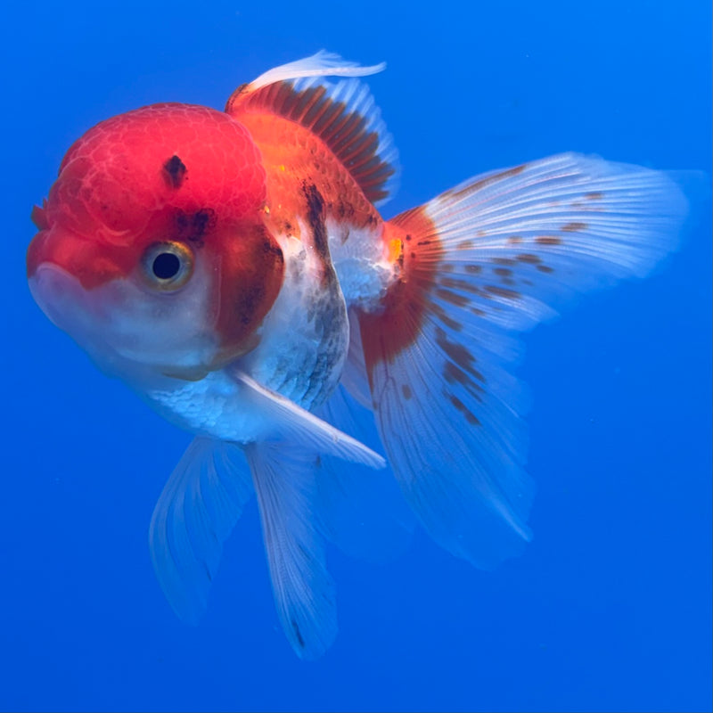 Thai Oranda Tri-Color 2.5” Body Male(CK-1004)R3B18