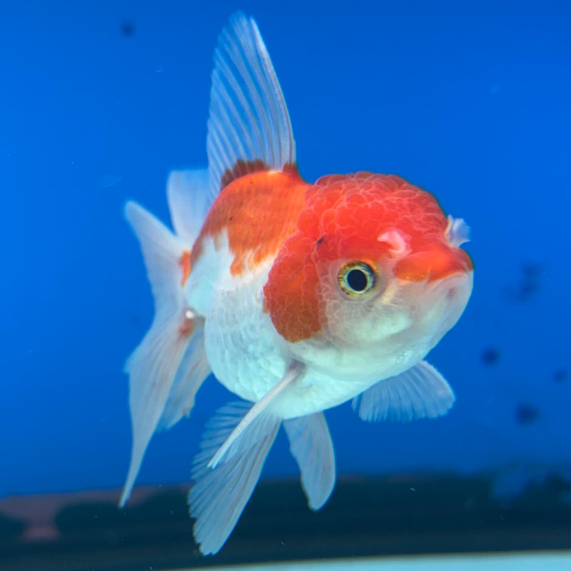 Thai Oranda Red/White 2” Body Male(CK-1278)R3B04