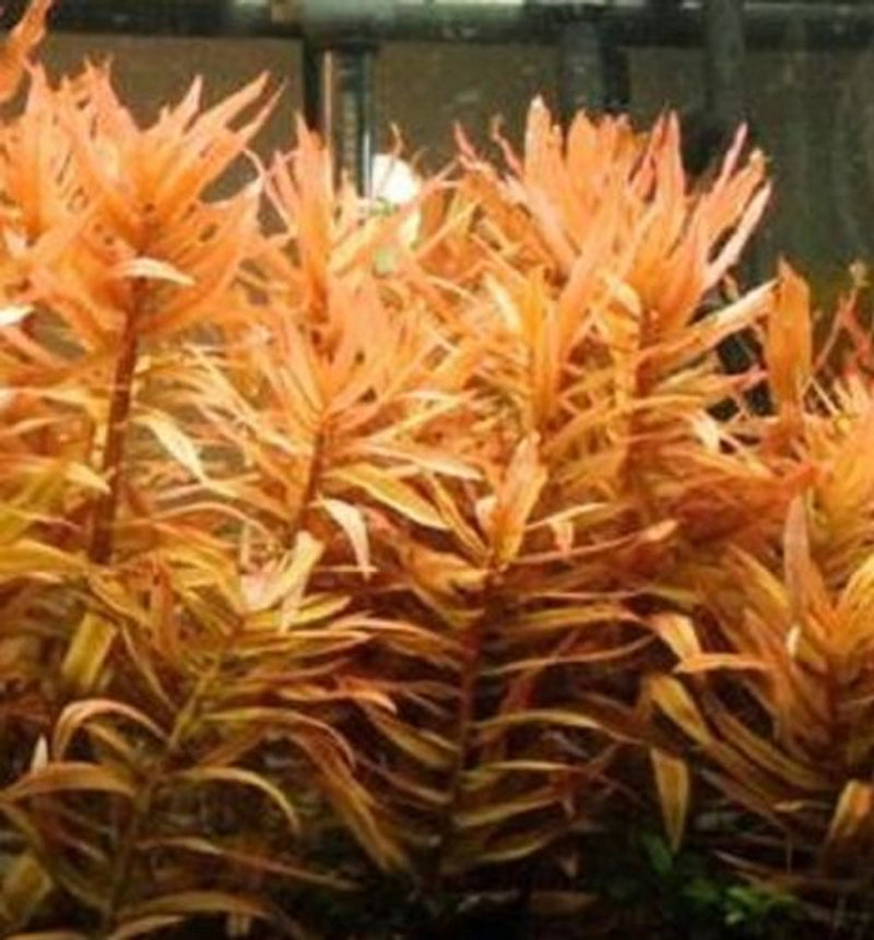 AMMANIA GRACILIS LEAD BUNCH