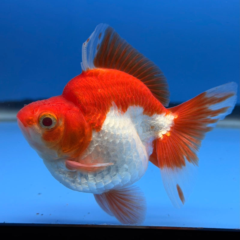 (KP-242) Red & White Thai Ryukin 2.5'' Male Show Quality R3B15