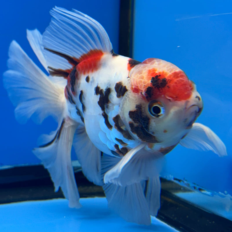 Thai Oranda Tri-Color Tiger Calico 3” Body Male(CK-616)R1B02