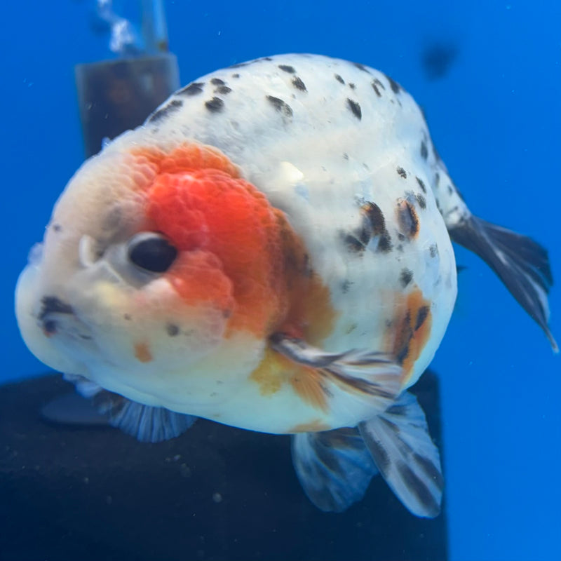 Thai Ranchu Tri-Color Calico 3.5” Body Male(CK-937)R2C03