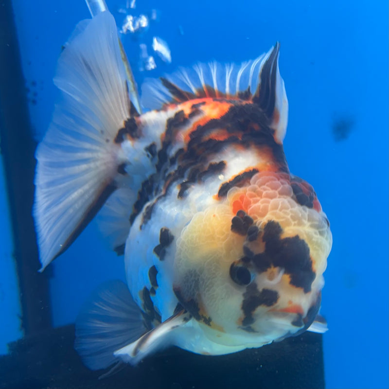 Thai Oranda Tri-Color Calico Tiger 4” Body Male(CK-835)R3A16