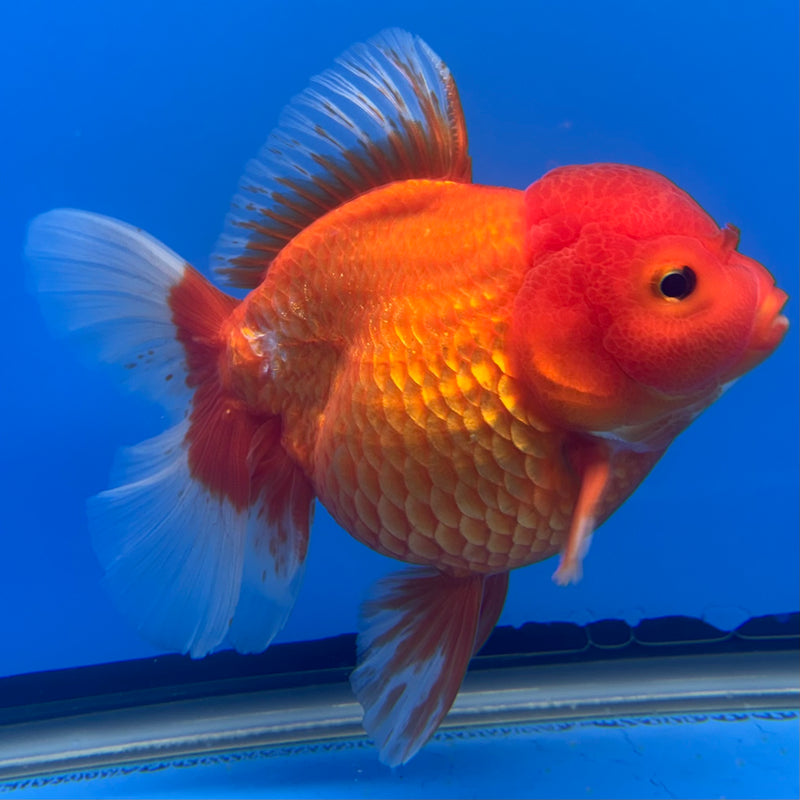 Thai Oranda Red/White 4” Body Female(CK-813)R1A02
