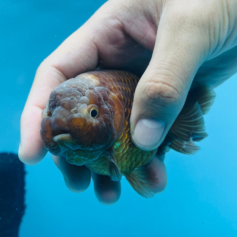 (KP-208) Lavender Ranchu 3'' Male R1B12