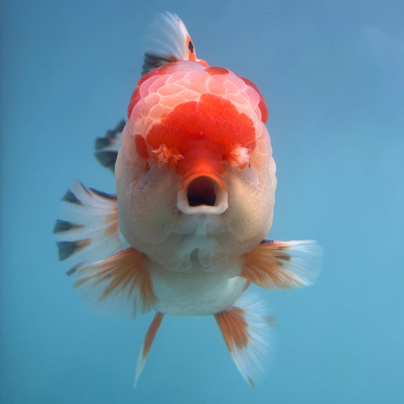 Thai Premium Jumbo Red/White Short Tail Giant Breed 5.00 inch Body Oranda Male (CRP-JO1014)