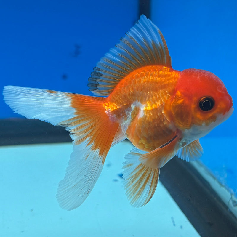 Thai Oranda Button Eye Red/White 2” Body Male(CK-1275)R3B05