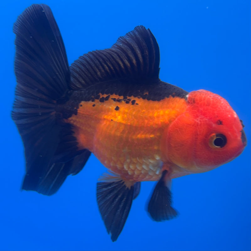 Thai Oranda Apache 3” Body Male(CK-726)R1A02