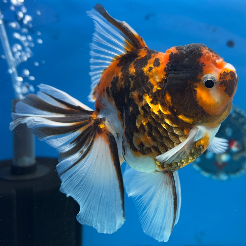 Thai Oranda Tri-Color Calico 3.5” Body Female(QGF-CK-1091)SHOWTANK