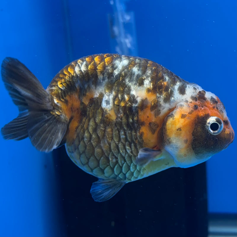 Chinese Ranchu Calico 4” Body Female(CK-1464)R2A09