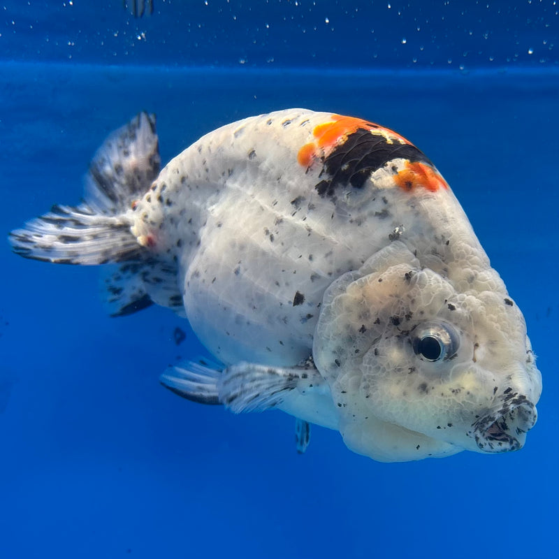 Thai Ranchu Tri-Color Calico 4.5” Body Male(CK-1441)BLUETUB2