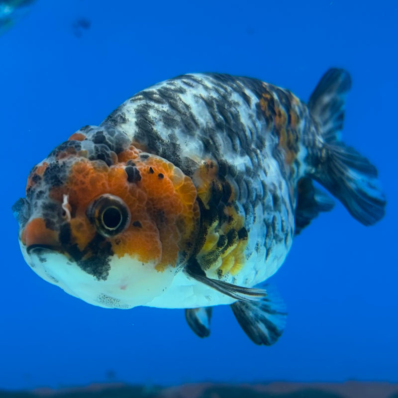 Thai Ranchu Calico 3” Body Female(CK-1392)R1A09