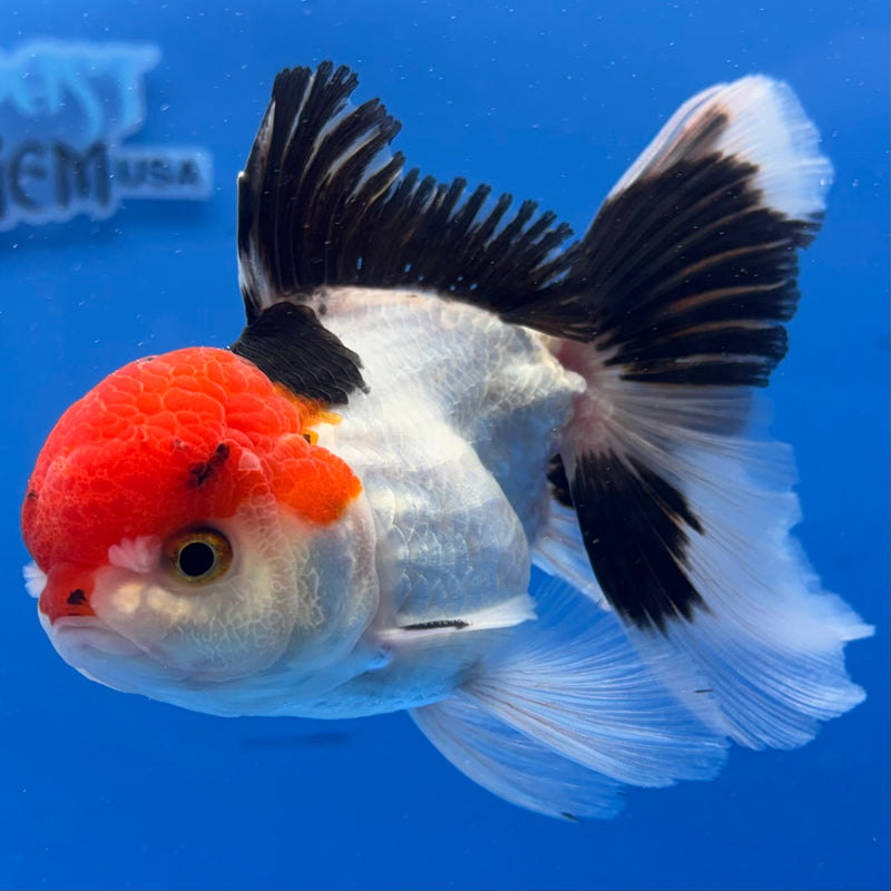 Thai Oranda Tri-Color 3” Body Male(CK-976)R3B09