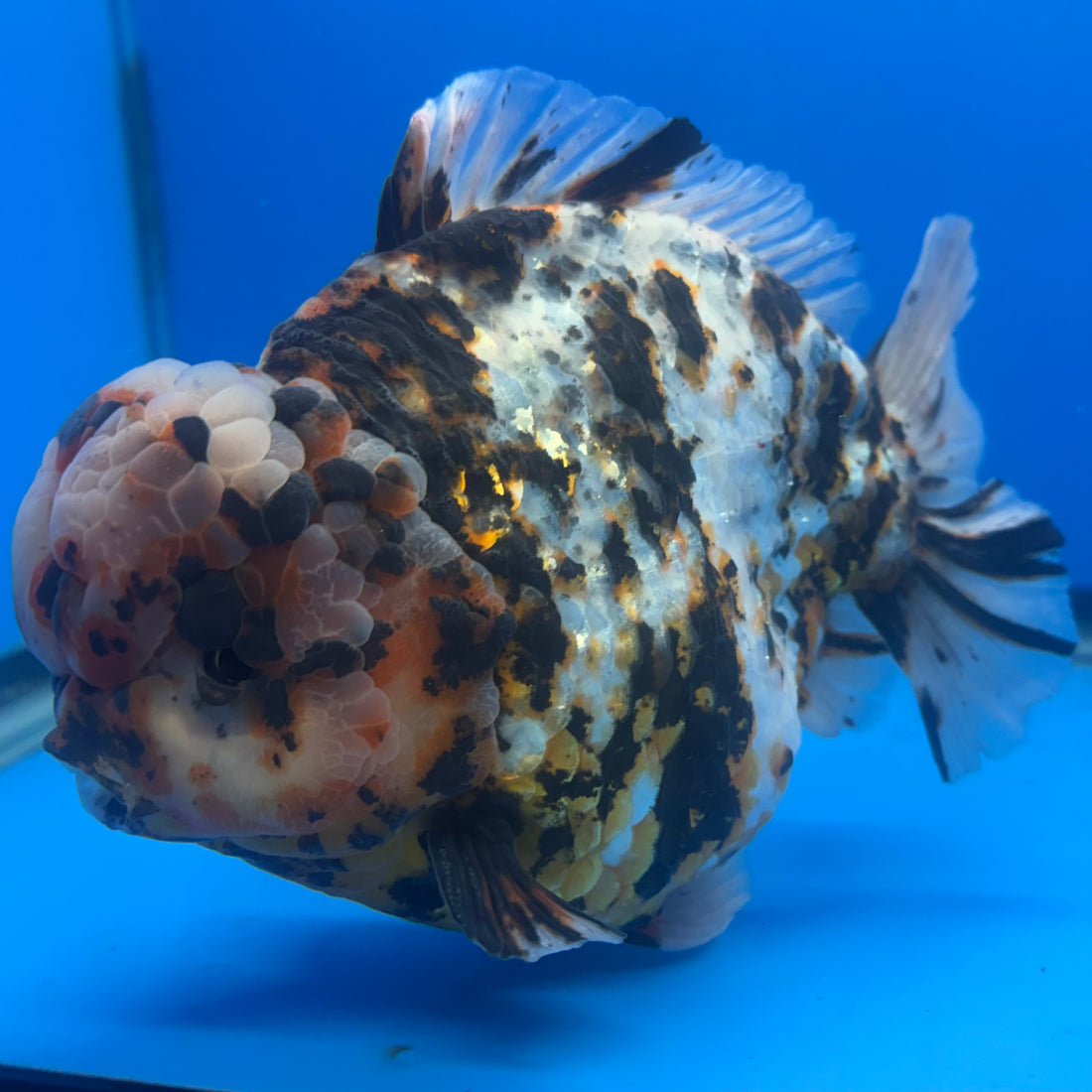 Thai Oranda Tri-Color Tiger 4.5" Male(NKT-CK-1580)BLUETUB-B
