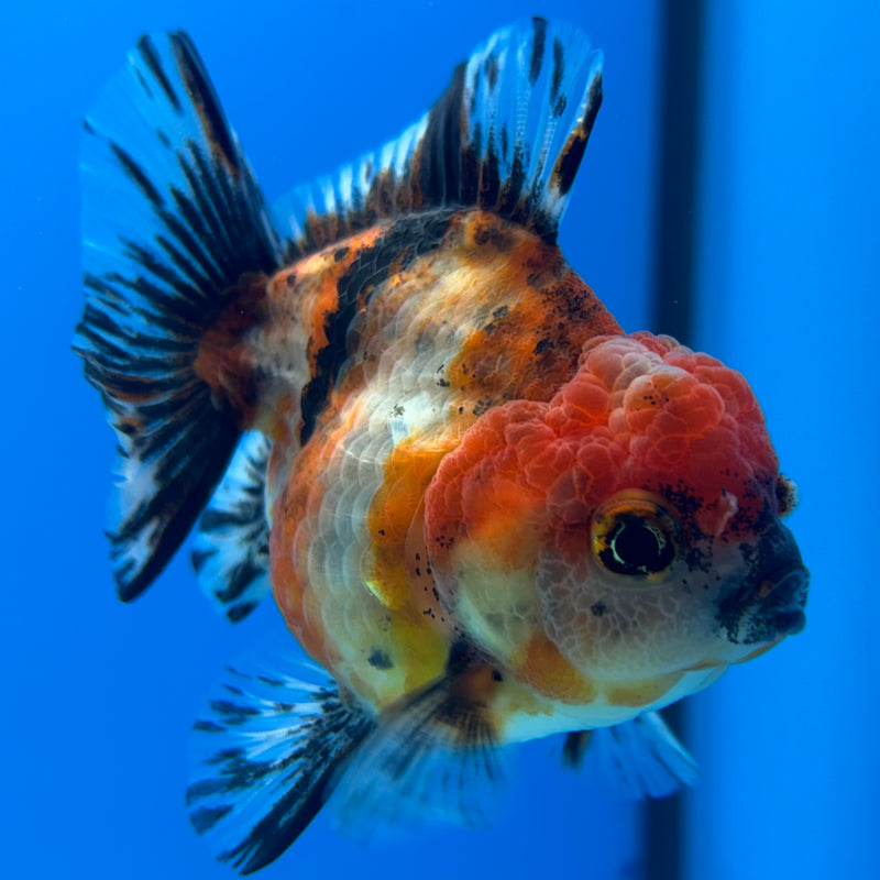 Thai Oranda SHOGUN 2.5” Body Female(CK-1148)R3A12