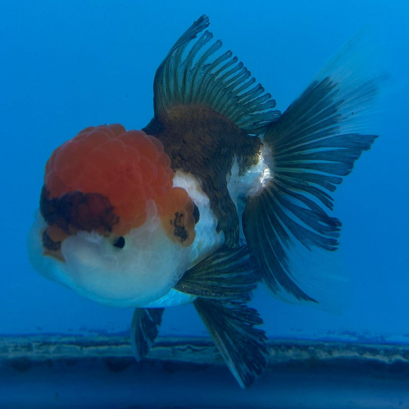 Live Premium Fancy Goldfish Thai Oranda Tri-Color 3.5” body Male (JC-265) R1A12