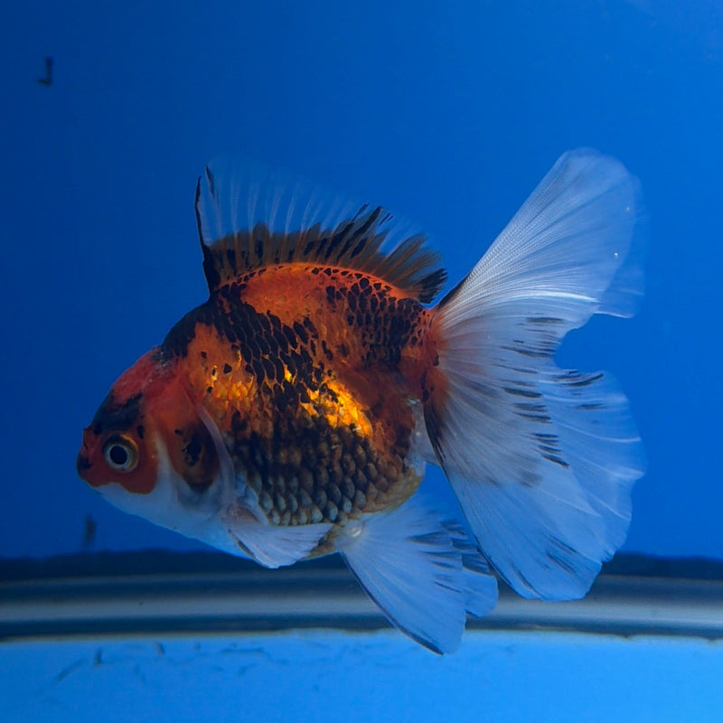 Thai Oranda Tri-Color 3in Female (FEB-294)R2B05