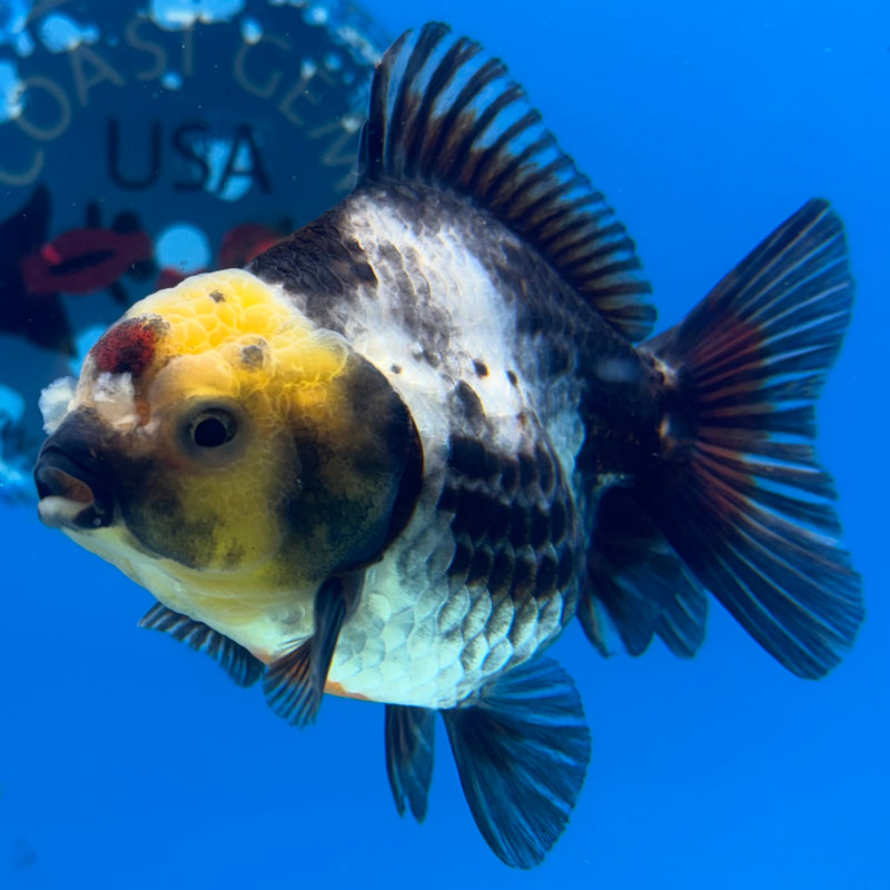 Thai Oranda Lemon Head Tri-Color 3” Body Male(CK-1024)R3B11
