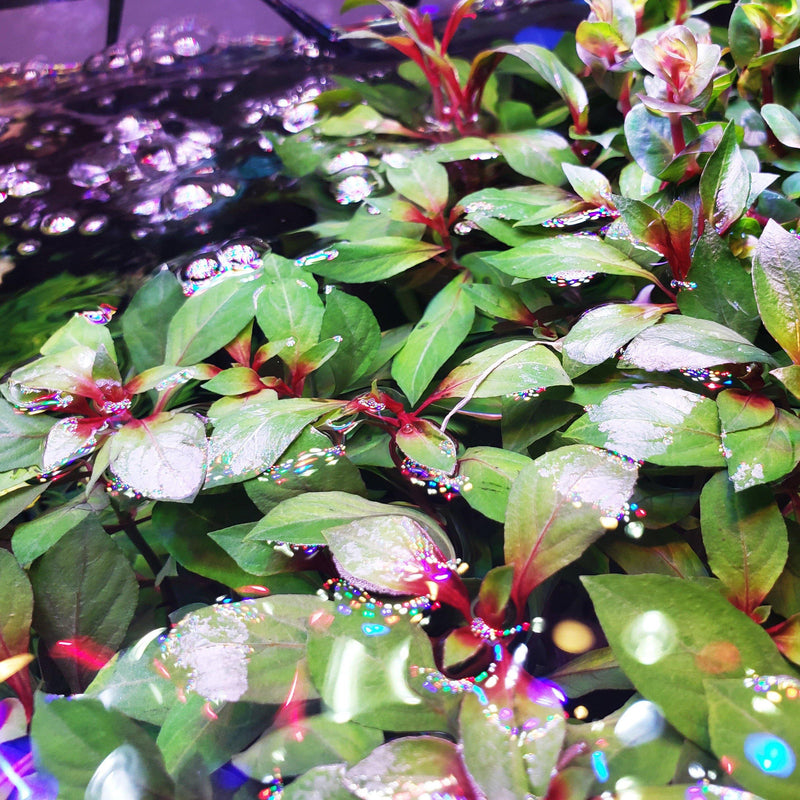 LUDWIGIA PALUSTRIS RED (SUPER RED LUDWIGIA (DARK RED))