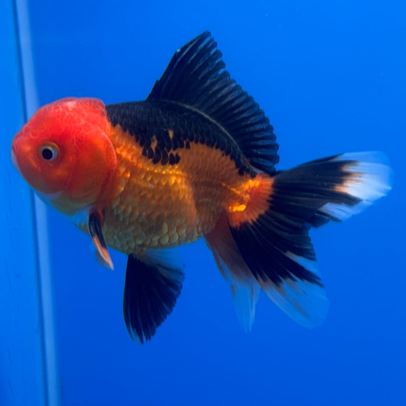Thai Oranda Apache 2.5” Body Male(CK-1238)R3B12