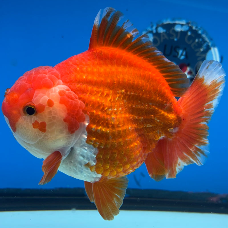 Thai Oranda Red/White 4” Body Male(CK-1446)R1BLUETUB1