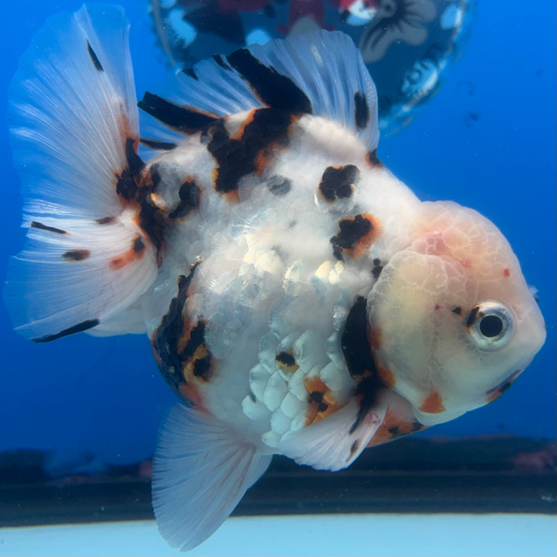 Thai Oranda Tri-Color Tiger Calico 3.5” Body Male(CK-1454)SHOWTANK2