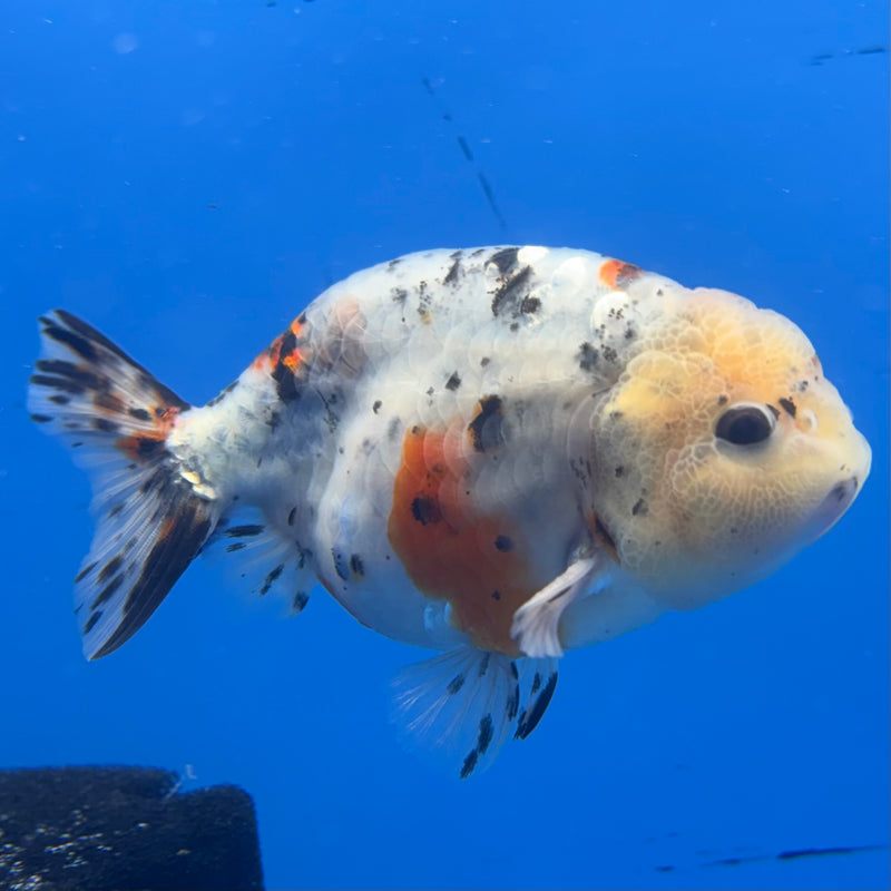 Thai Ranchu Tri-Color Calico 3.5” Body Male(CK-938)R2C03