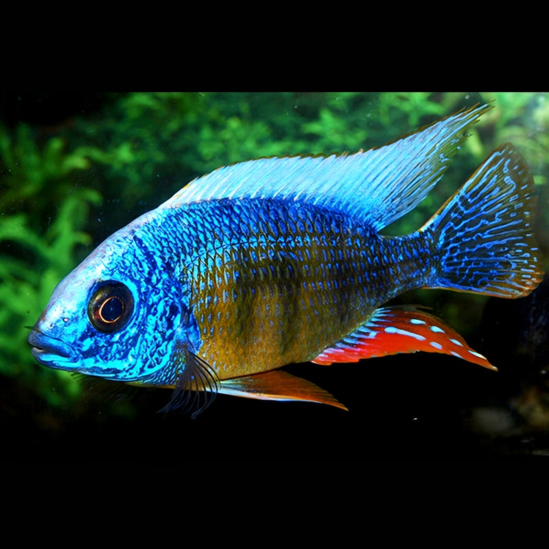 Live Fish African Cichlid Taiwan Reef (Protomelas Sp. "Steveni Taiwan")(CHD-116)U003