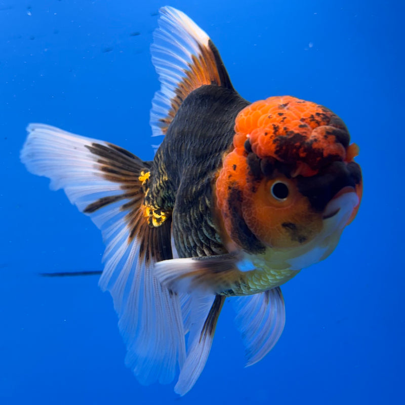 Thai Oranda Apache 3.5” Body Male(CK-933)R1BLUETUB4