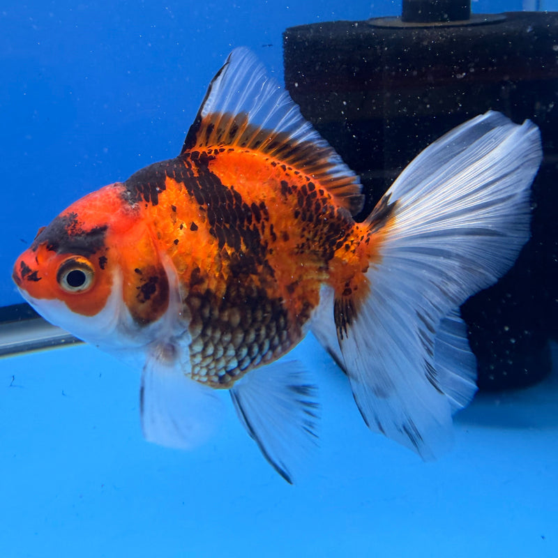 Thai Oranda Tri-Color 3in Female (FEB-294)R2B05