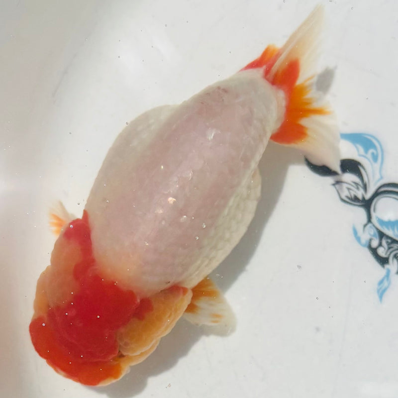 Thai Top View Red Head Ranchu A Grade 3.5” Body Female(CK-888)BLUETUB1