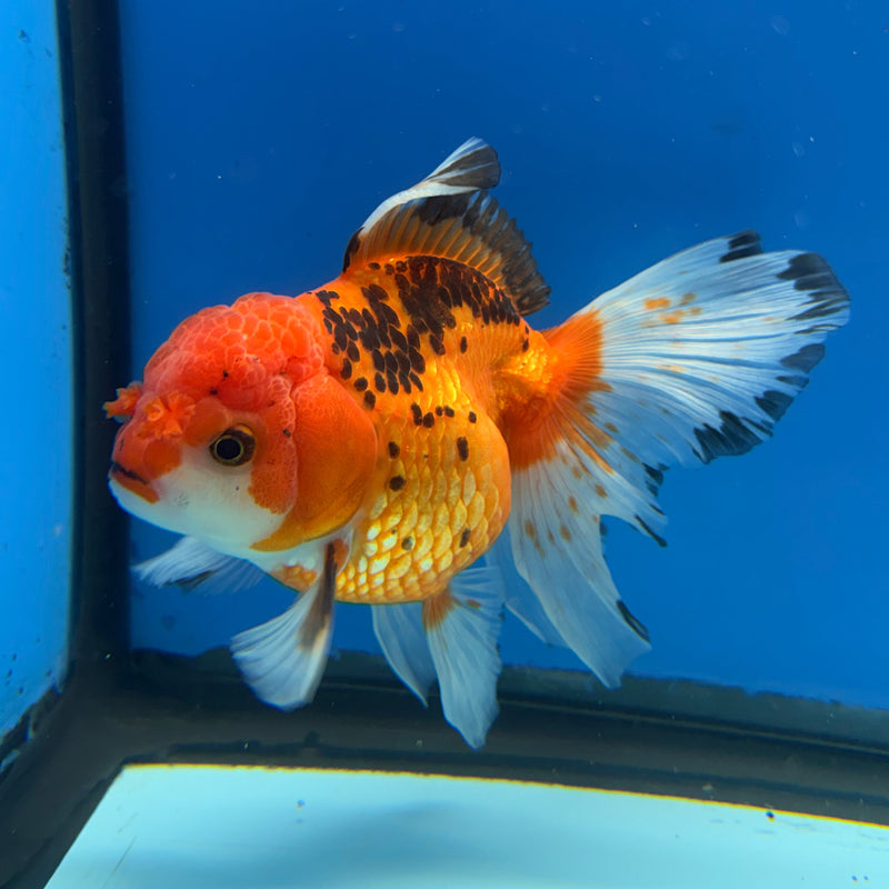 Thai Oranda Tri-Color 4in Female (FEB-312)R2B04