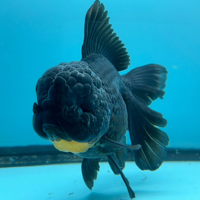 Thai Black Oranda 4”Body Female (JCD-093)R1A10