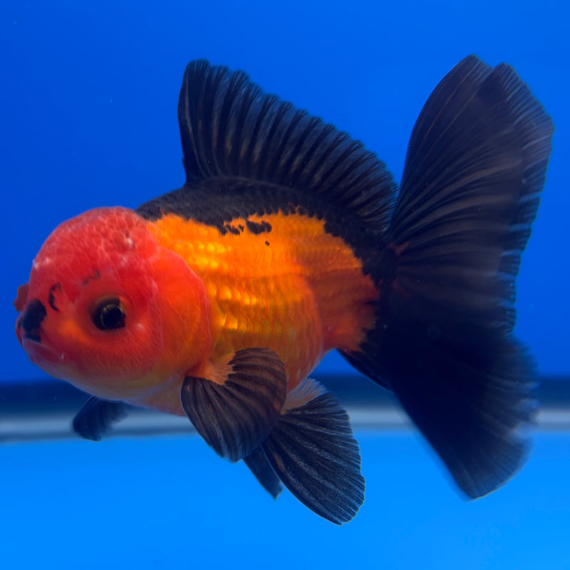 Thai Oranda Apache 3” Body Male(CK-726)R1A02