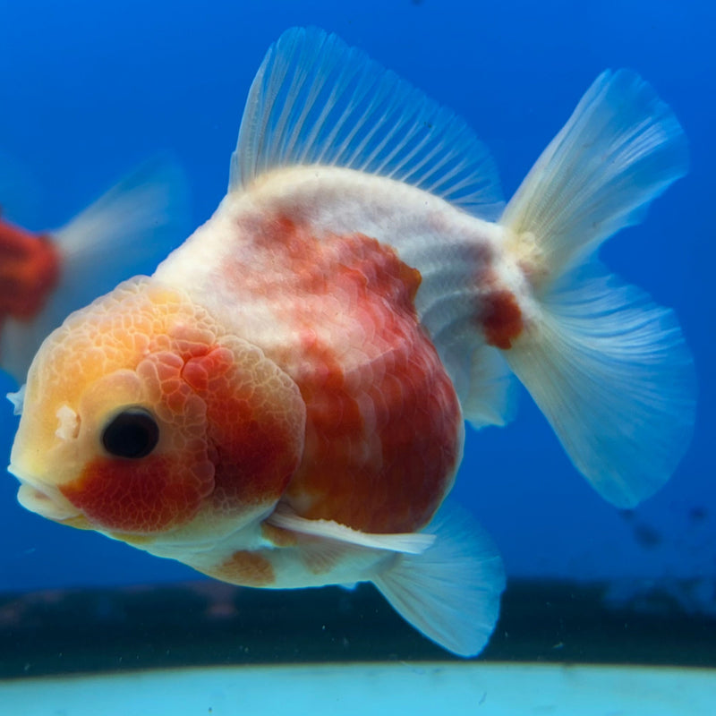 Premium Fancy Sakura Oranda 3.5” Body Male (JCD-198)R2C05