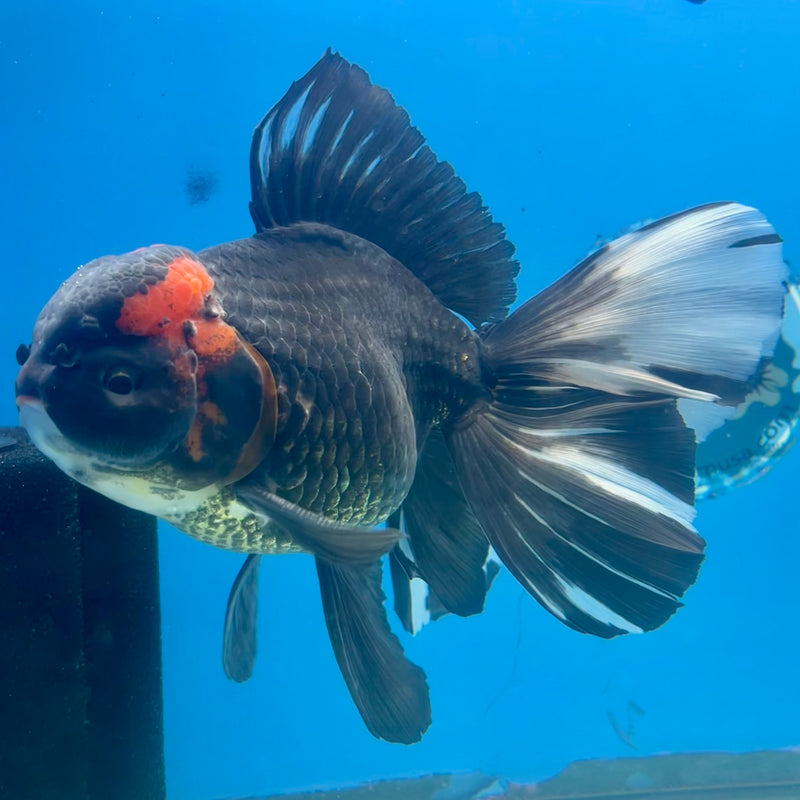 Thai Oranda AA Quality Tri-Color Orchid Tail 5” Body Male(CK-1104)SHOWTANK2