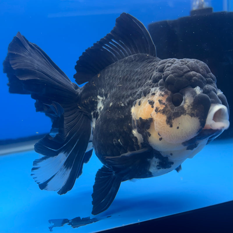 Thai Oranda JUMBO Panda 4” Body Female(QGF-CK-1337)BLUETUB1