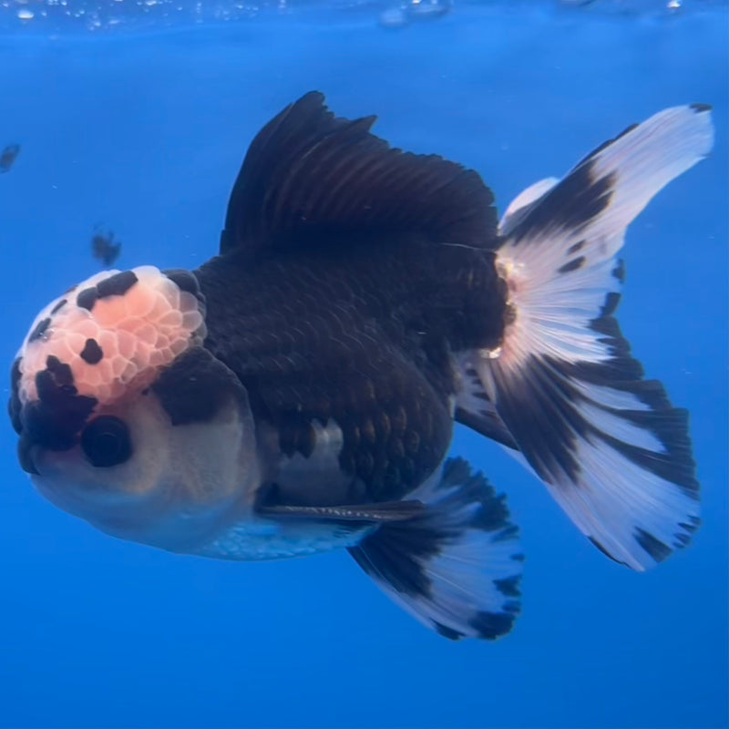 Thai Oranda Panda 3” Body Male(CK-1222)R1A09
