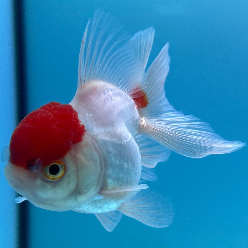 Thai Red-Cap Oranda 2“ Body Female (JCD-136)R4B05