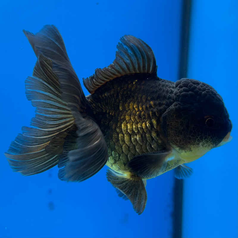 Thai Oranda Full Black 3” Body Male(CK-986)R3B07