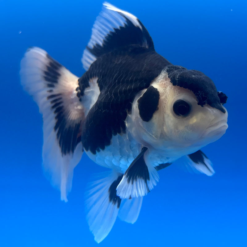 Thai Oranda Panda 3” Body Female(CK-843)R3B19