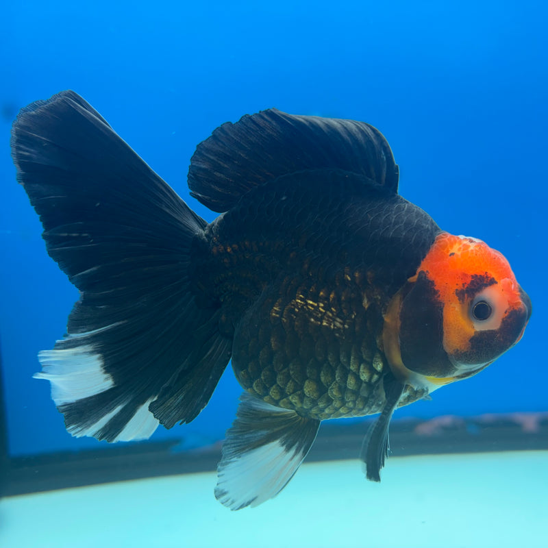 Thai Oranda Black Body Red Cap 3” Body Male(CK-844)R3B19