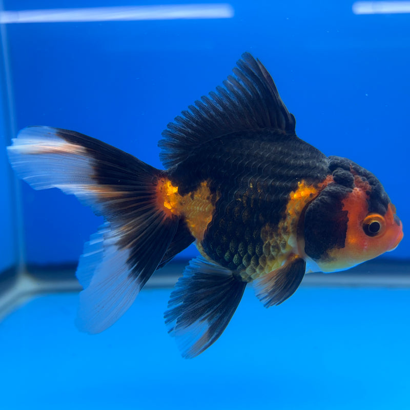 Thai Oranda Apache 2.5” Body Female(CK-1246)R3B09