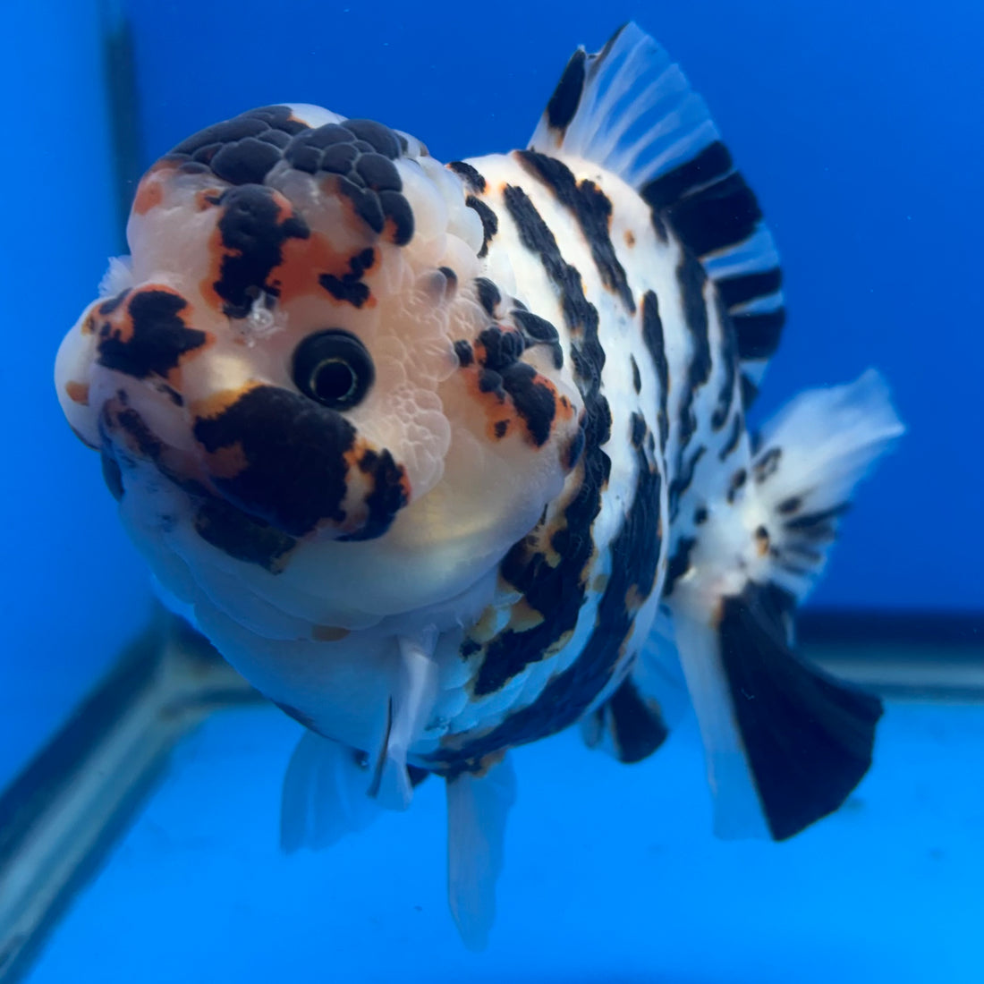 Thai Oranda Tri-Color Tiger 4.5" Male(NKT-CK-1569)BLUETUB-B